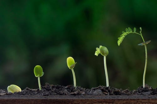 Green plant in various stages of growth sitting in dirt against green background